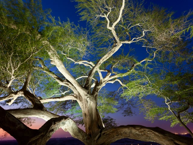 Ancient Tree Of Life In Bahrain