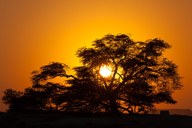 Desert Sunsets