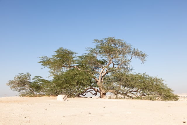 Five Tongan Friendly Experiences In Bahrain