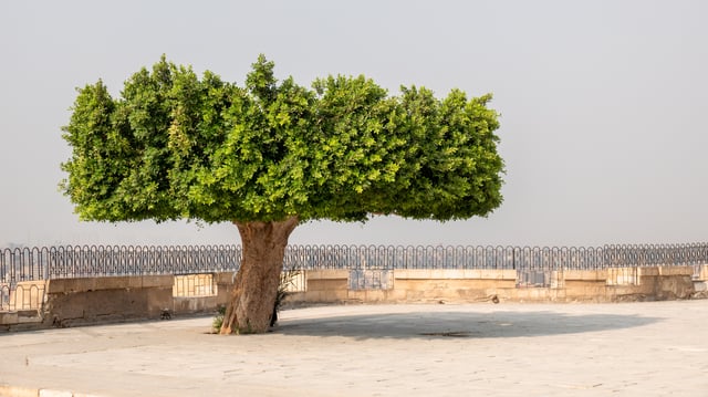 Tree Of Life