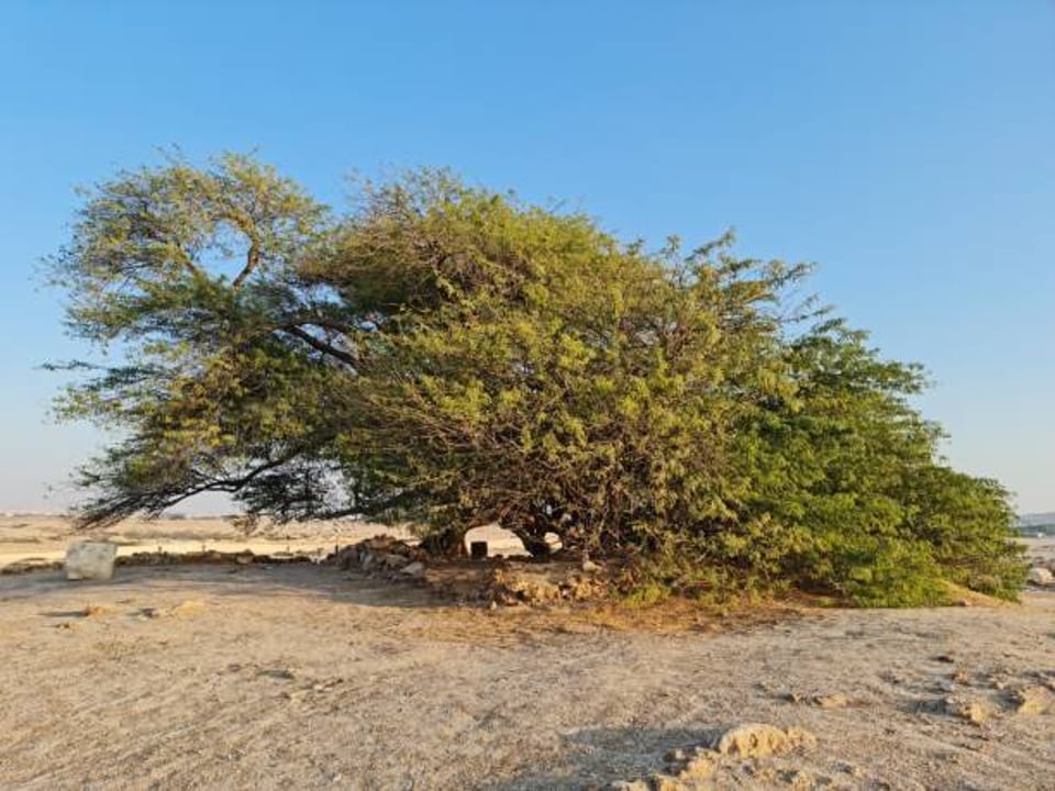 Bahrain's Tree of Life