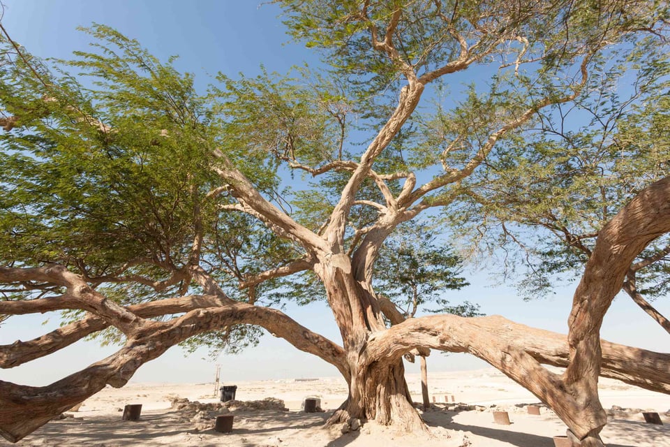 Tree Of Life Bahrain